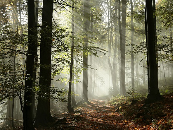 foggy forest path through trees